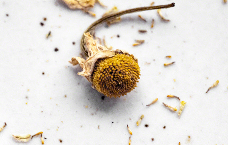 15 Best Teas for a Sore Throat or Bad Cough